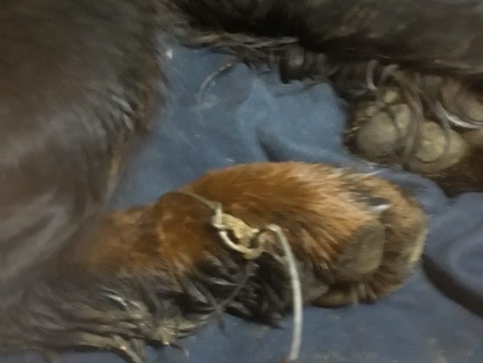 Canale: i lacci dei bracconieri feriscono un cane a una zampa 2