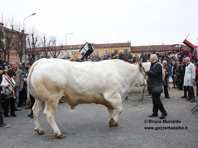 Fiera Bue grasso di Carrù da record: 147 esemplari in concorso 1