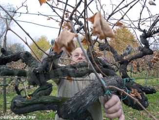 Sfrondiamo il superfluo per dare ancora frutti