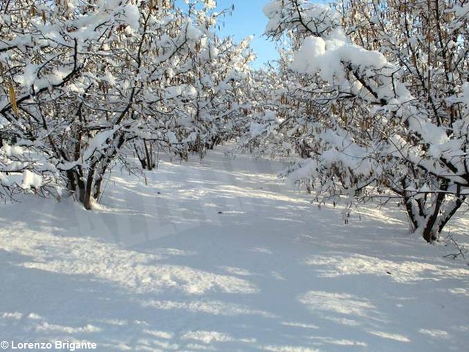 Langhe, Alba e il Roero imbiancati, inviateci i vostri scatti più belli. 23