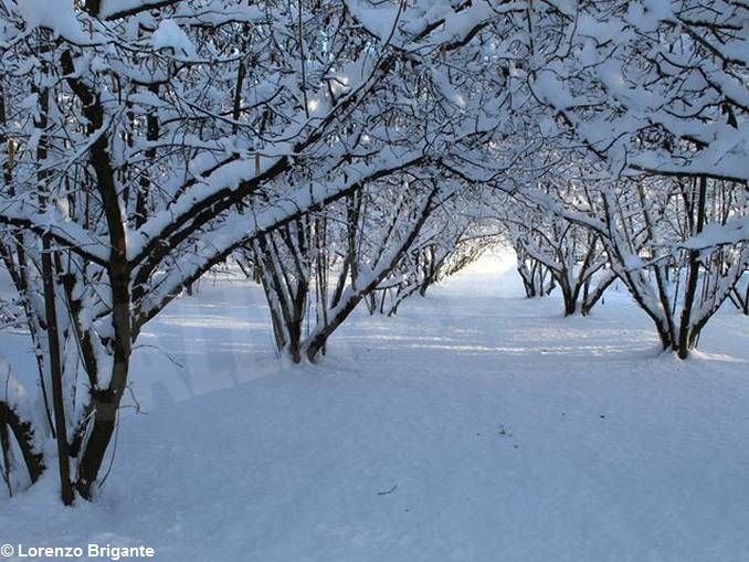 Langhe, Alba e il Roero imbiancati, inviateci i vostri scatti più belli. 24