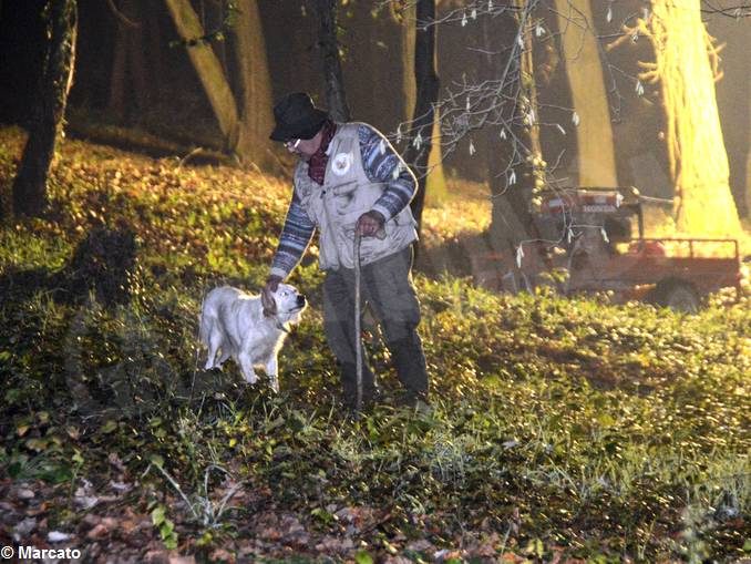 Indennizzi ai proprietari di piante da tartufo