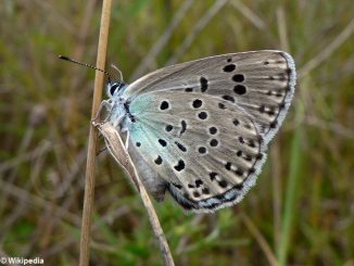 Maculinea arion, la farfalla che si finge formica, è a rischio in Langa 2
