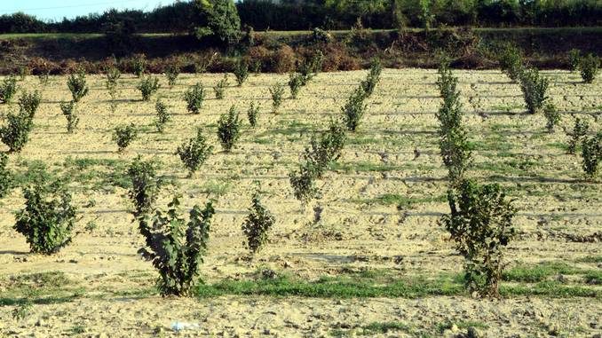 Maculinea arion, la farfalla che si finge formica, è a rischio in Langa 3