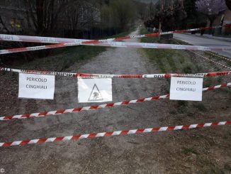Comune di Alba eAtc non sono responsabili dell’abbattimento della cinghialessa di San Cassiano