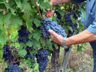 Il robusto ma sensibile Barbera, vitigno nobile