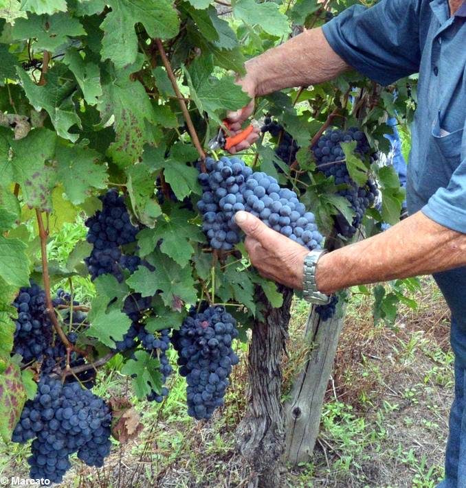 Il robusto ma sensibile Barbera, vitigno nobile