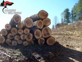 Trasforma abusivamente un bosco in noccioleto: denunciato un agricoltore