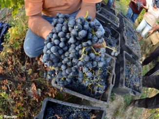 La Regione prova a ridare fiducia nuova al Dolcetto 1