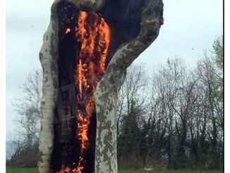 Cherasco: in fiamme un platano secolare del viale del castello