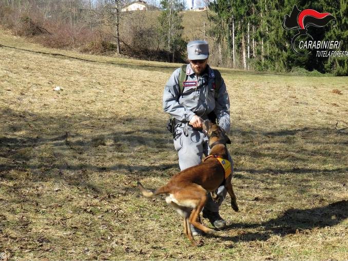 Cani antiveleno dei carabinieri forestali a San Damiano: scongiurato il pericolo di avvelenamento per un labrador