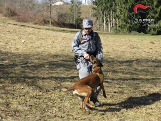 Cani antiveleno dei Carabinieri Forestali dopo gli avvelenamenti a San Damiano.