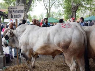 Alla fiera di Bra premiato un toro da oltre una tonnellata 1