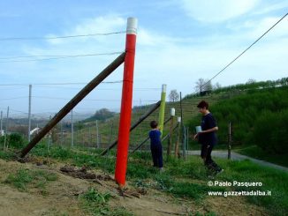 Le vigne "a colori" dei produttori priocchesi 3