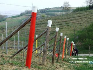 Le vigne "a colori" dei produttori priocchesi 2