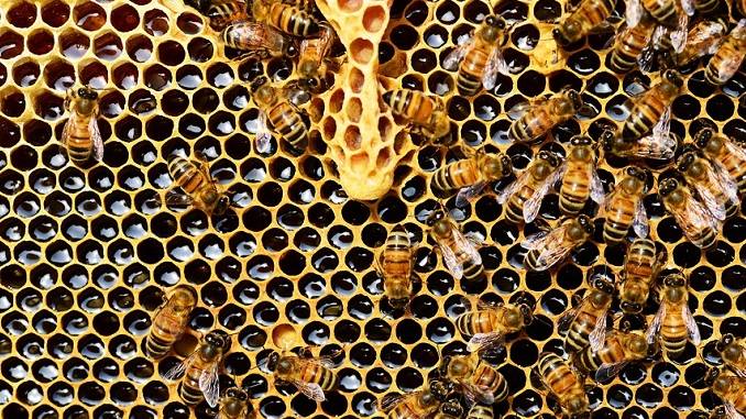 Coldiretti lancia l'allarme: "Troppo freddo, manca nettare per le api"