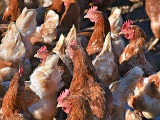 16 milioni di polli macellati l’anno: la struttura di Roreto di Cherasco 1