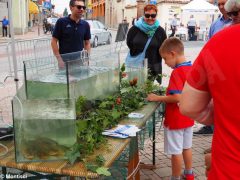 Fiera delle terre rosse a Ceresole 12