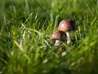 Raccolta dei funghi: tutte le regole e i costi per il tesserino