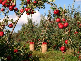 Controlli del lavoro in agricoltura: il Carabinieri trovano anche rifiuti smaltiti illecitamente