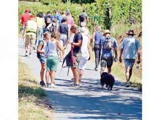 A Treiso con Sentieringusto si mangia tra i filari