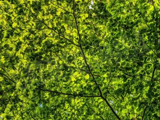 Si schianta fra gli alberi con l’ultraleggero