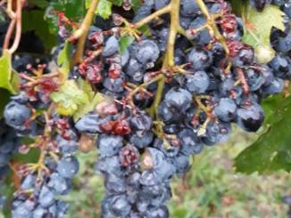Il giorno dopo: le foto dei grappoli d'uva a Madonna di Como, dopo la grandinata