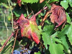 Flavescenza dorata, difesa a due vie 2