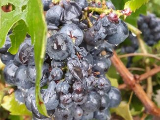 Il giorno dopo: le foto dei grappoli d'uva a Madonna di Como, dopo la grandinata 1