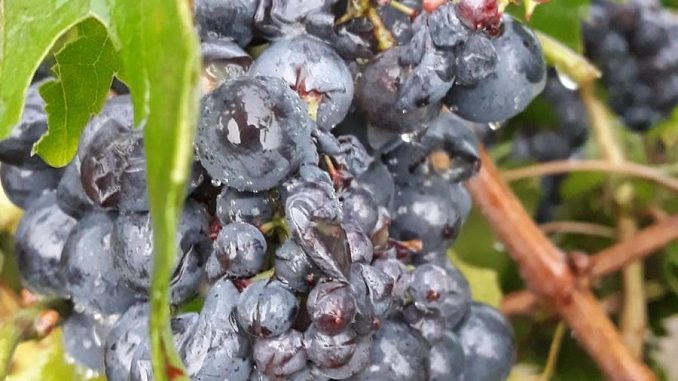 Il giorno dopo: le foto dei grappoli d'uva a Madonna di Como, dopo la grandinata 1