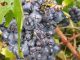 Il giorno dopo: le foto dei grappoli d'uva a Madonna di Como, dopo la grandinata 1