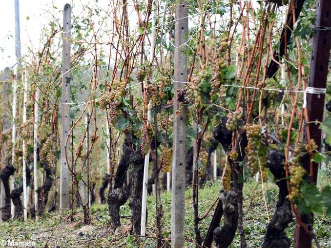 Maltempo, Coldiretti Cuneo: non tutto è perduto dopo le grandinate sui vigneti