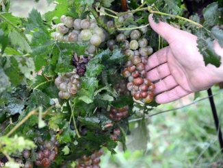 Maltempo, Coldiretti Cuneo: non tutto è perduto dopo le grandinate sui vigneti 1