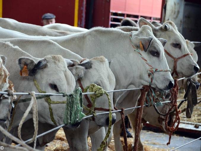 59 capi in concorso alla rassegna dei bovini di sottorazza albese 1