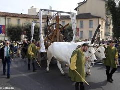 Palio degli asini 2019: la fotogallery della sfilata 7