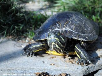 Le tartarughe randagie saranno ricoverate in un centro a Sommariva Perno 1