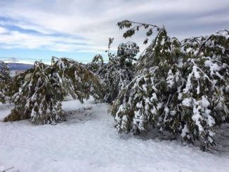 Neve: vallate montane senza corrente e danni a castagneti e noccioleti nella Granda