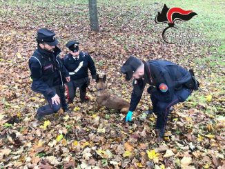 Sventato avvelenamento di cani da tartufi ad Agliano Terme