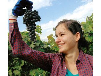 Il Dolcetto viene meglio se supera quota 400 metri