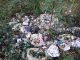 Gettava i rifiuti nella tenuta di Staffarda, multato per 600 euro