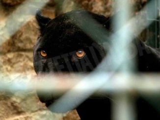 A Corneliano proseguono le ricerche della pantera: in azione anche i Carabinieri forestali