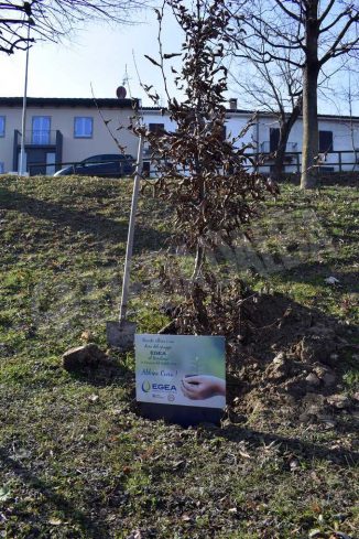 I 30 alberi del bosco incantato di piazza Ferrero donati da Egea ai Comuni del territorio 2