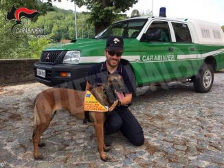 Nel 2019 i Carabinieri forestali hanno fatto sanzioni per quasi 3.5 milioni di euro 1