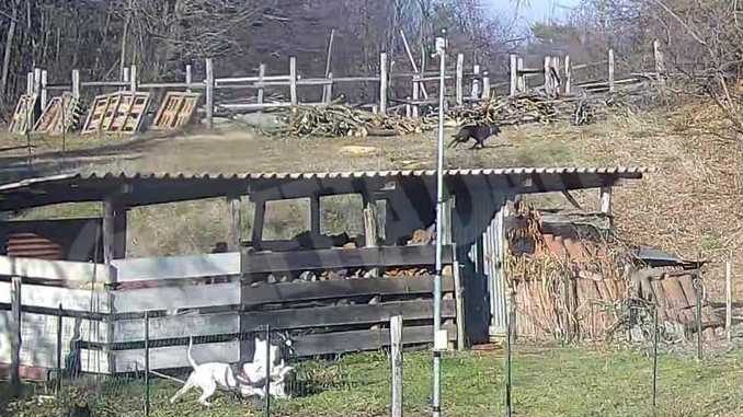 Cane salta nel recinto e ferisce due capre. Il proprietario, individuato dalle telecamere, si farà carico delle spese veterinarie