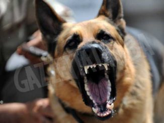 Tentativo di furto a Canale, il cane allerta gli abitanti e i ladri fuggono