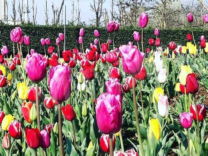 Ad Alba stanno fiorendo i tulipani donati dal castello di Pralormo a gennaio 2