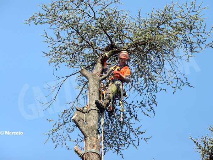 Cedri dell’Enologica, Martinetti chiede vengano sostituiti da nuove piante 1