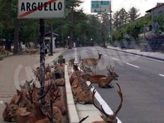 Pesce d'aprile da applausi dal Comune di Arguello