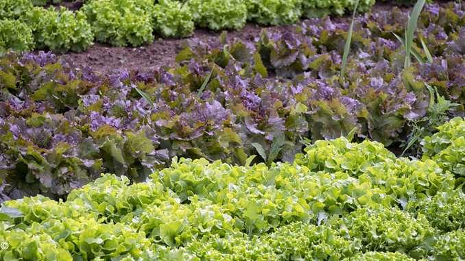 Ci si può spostare per coltivare gli orti per l’autoconsumo ma non per i giardini delle seconde case