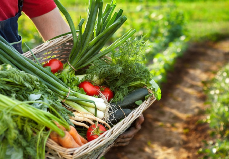 Emergenza in agricoltura: «per la manodopera, priorita’ anche agli italiani».